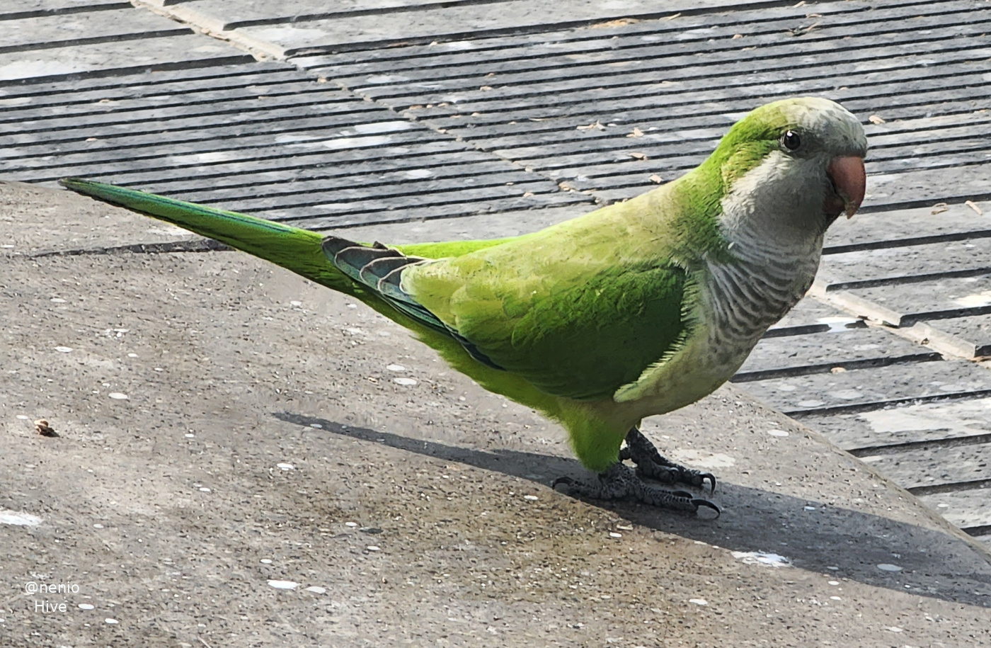 parrot-002.jpg
