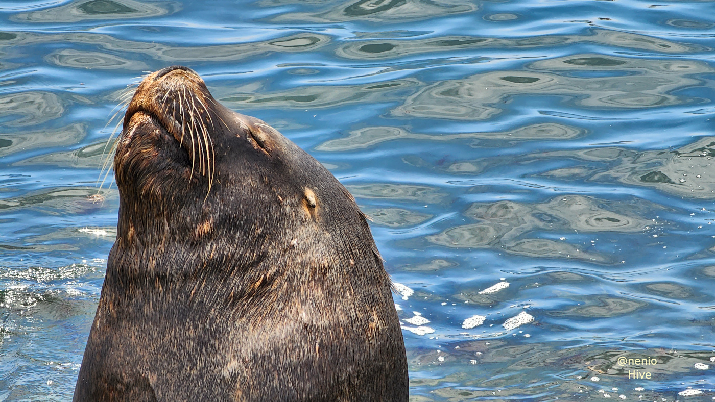 sealion-024.jpg