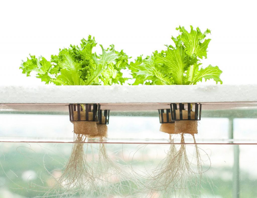 f101a5b8-the-best-hydroponic-systems-e1457739916186-1024x788.jpg