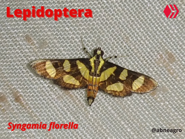 Automeris cf. jucunda (5).png