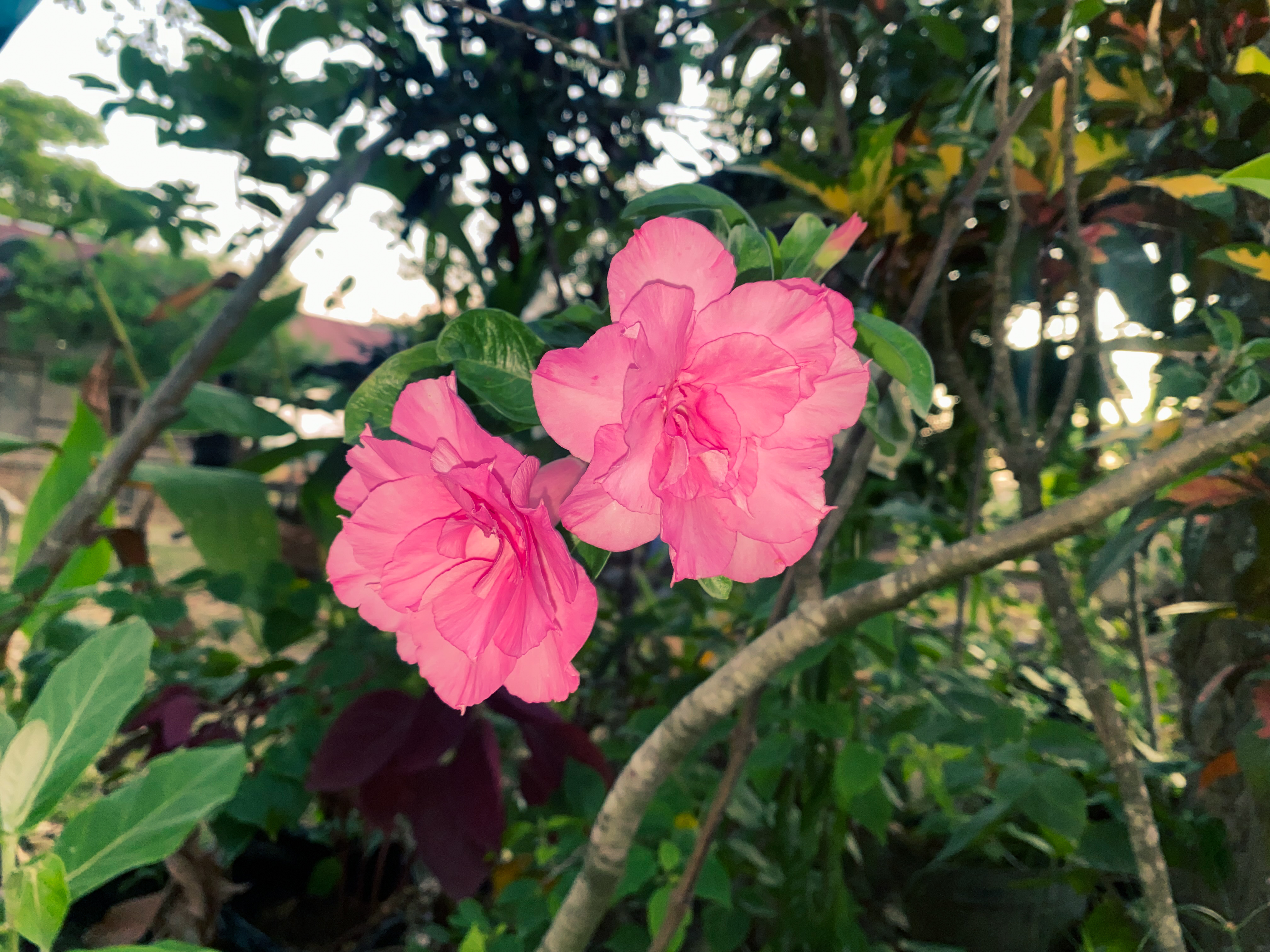 IMG_3426.jpeg