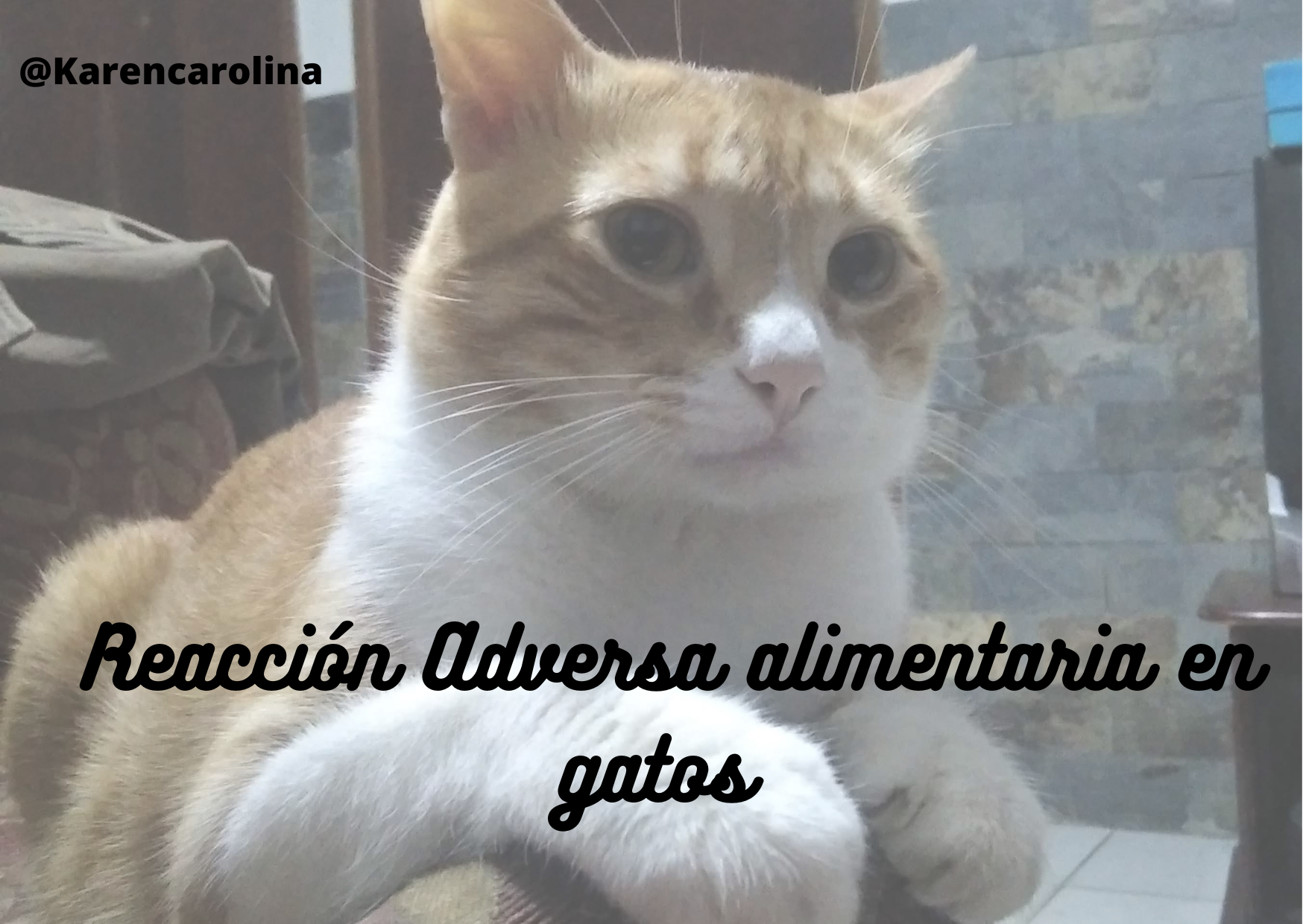 Reacción Adversa alimentaria en gatos.png