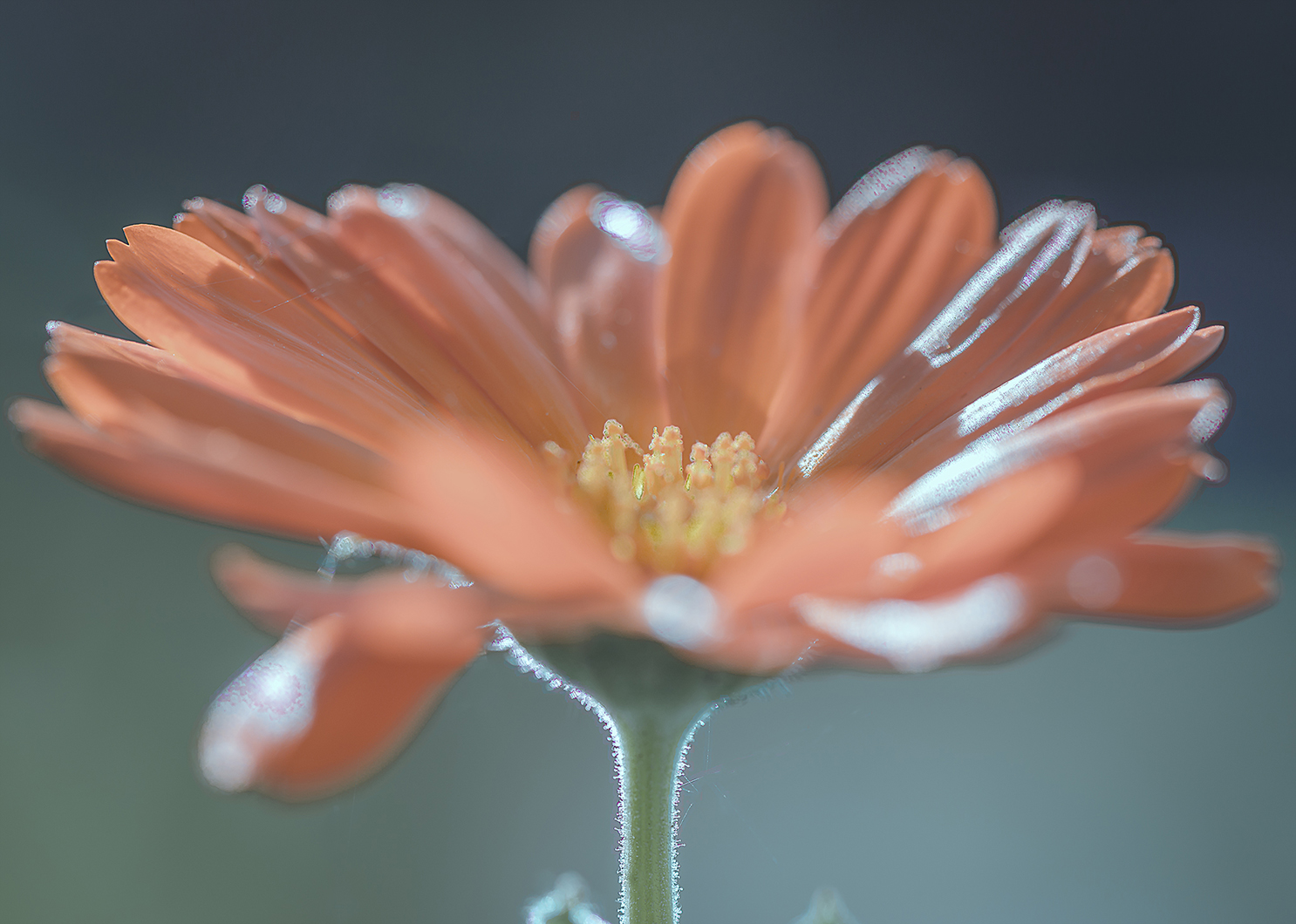 SRGB FIORE ARANCIONE.jpg