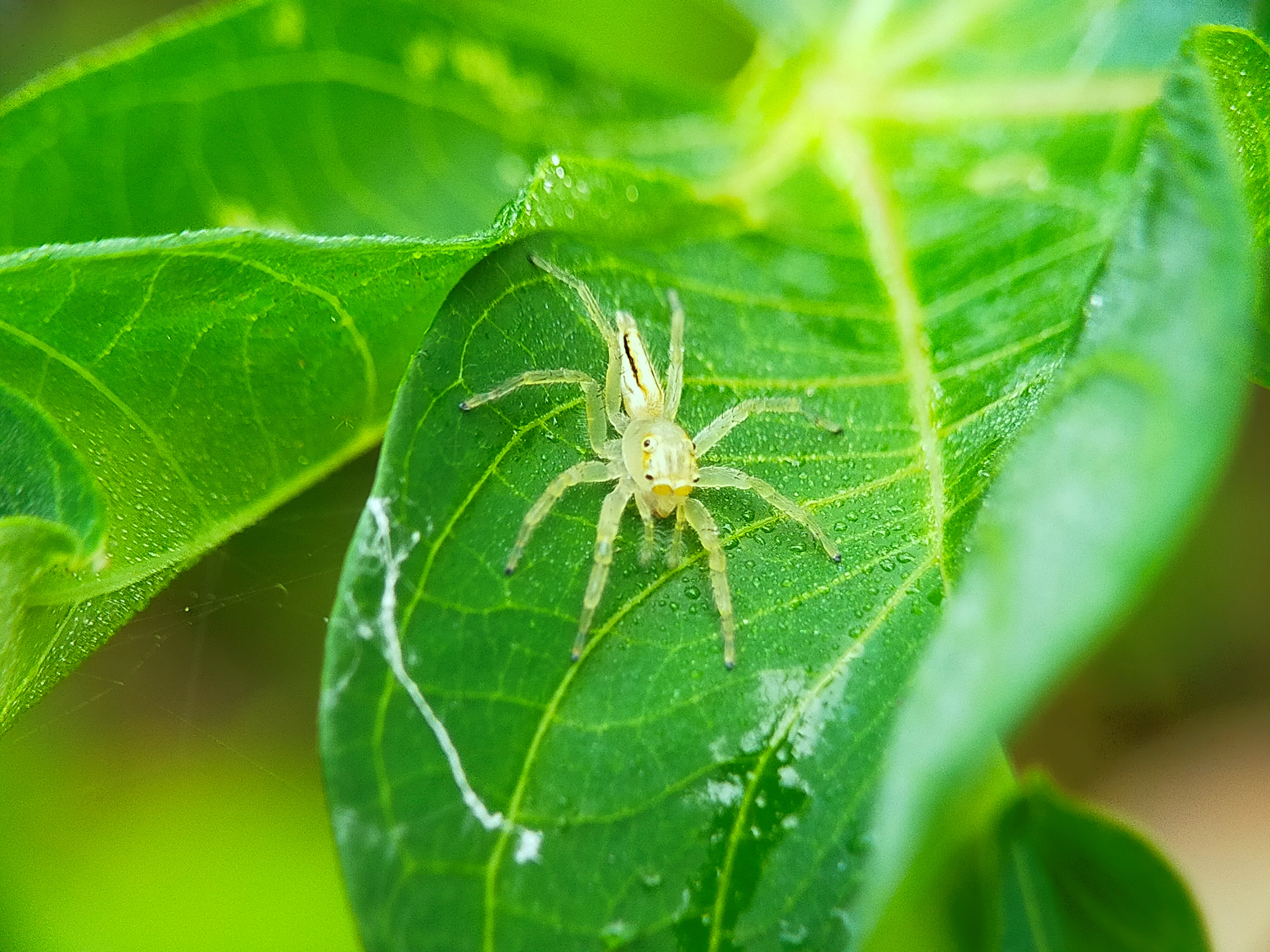 Telamonia Dimidiata (24).jpg