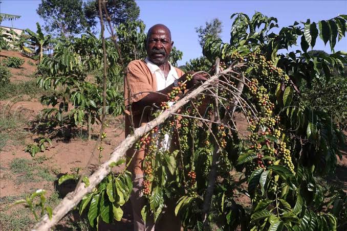 A comprehensive overview of agronomic practices for coffee farming in Uganda: