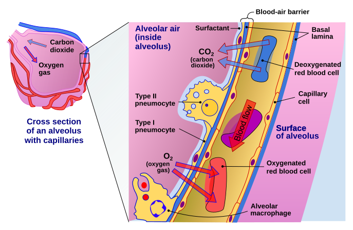 687px-Cross_section_of_an_alveolus_and_capillaries_showing_diffusion_of_gases.svg.png