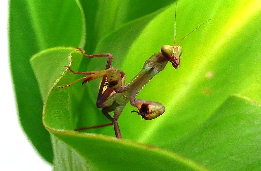 03-Mantis.jpg