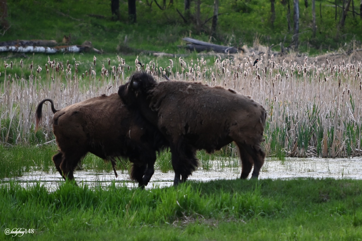 bison (20).jpg