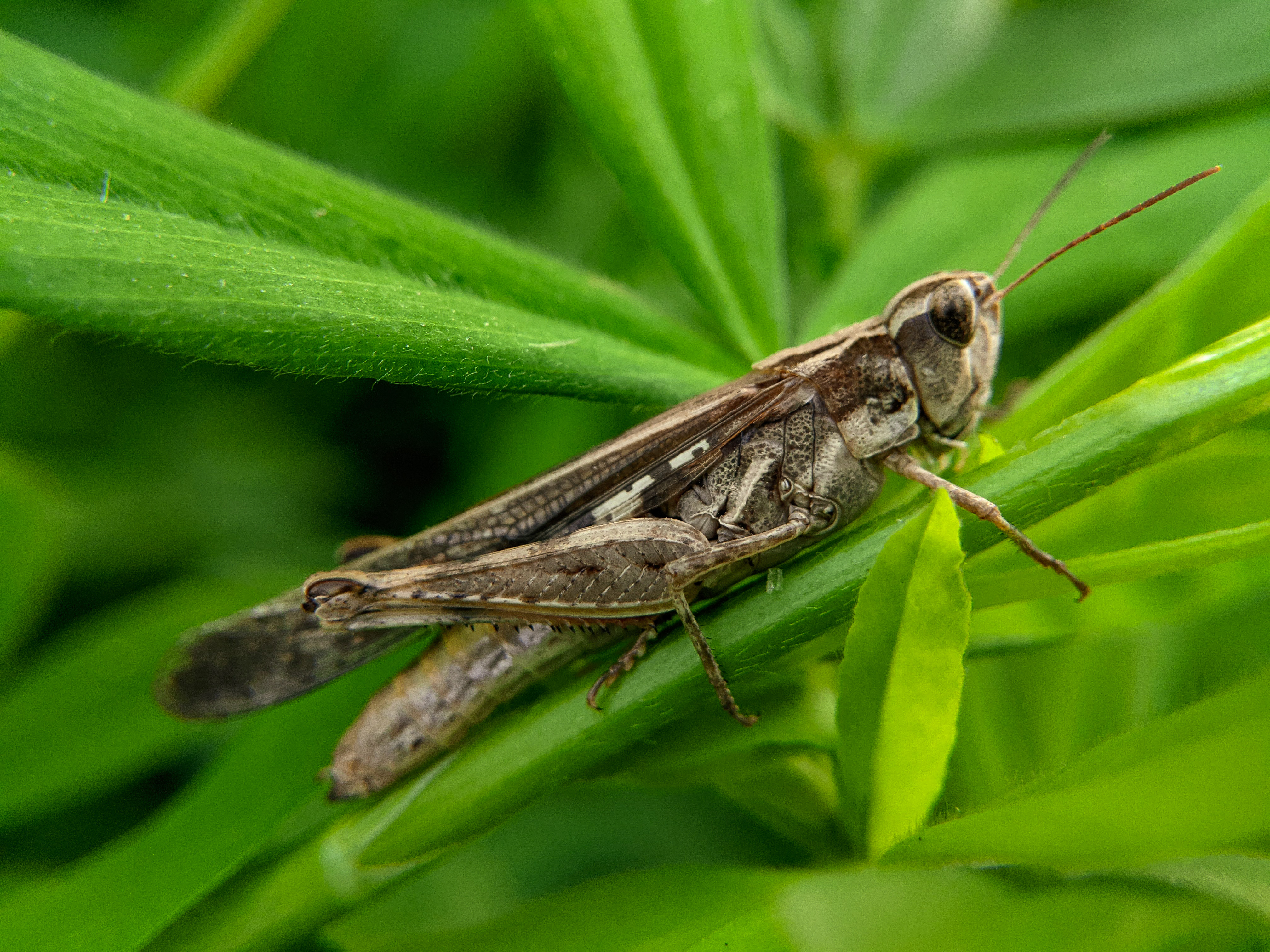 grasshopper (4).jpg