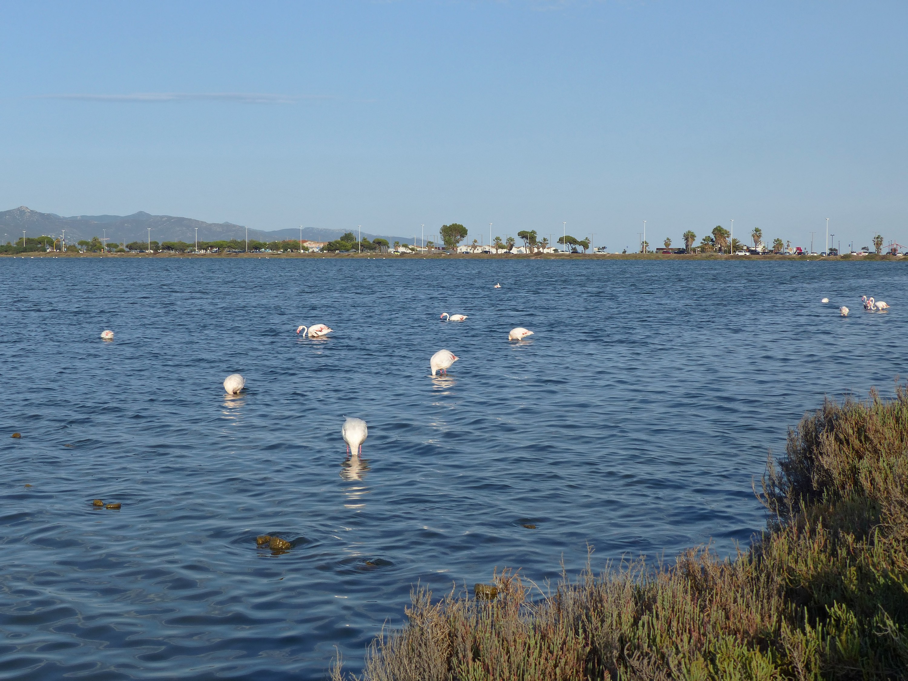 Flamingos