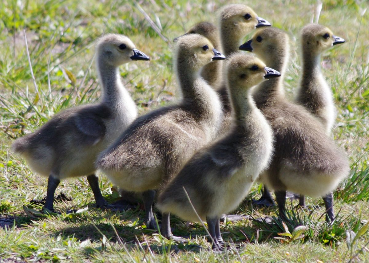 goslings-wanda-virgo.jpg