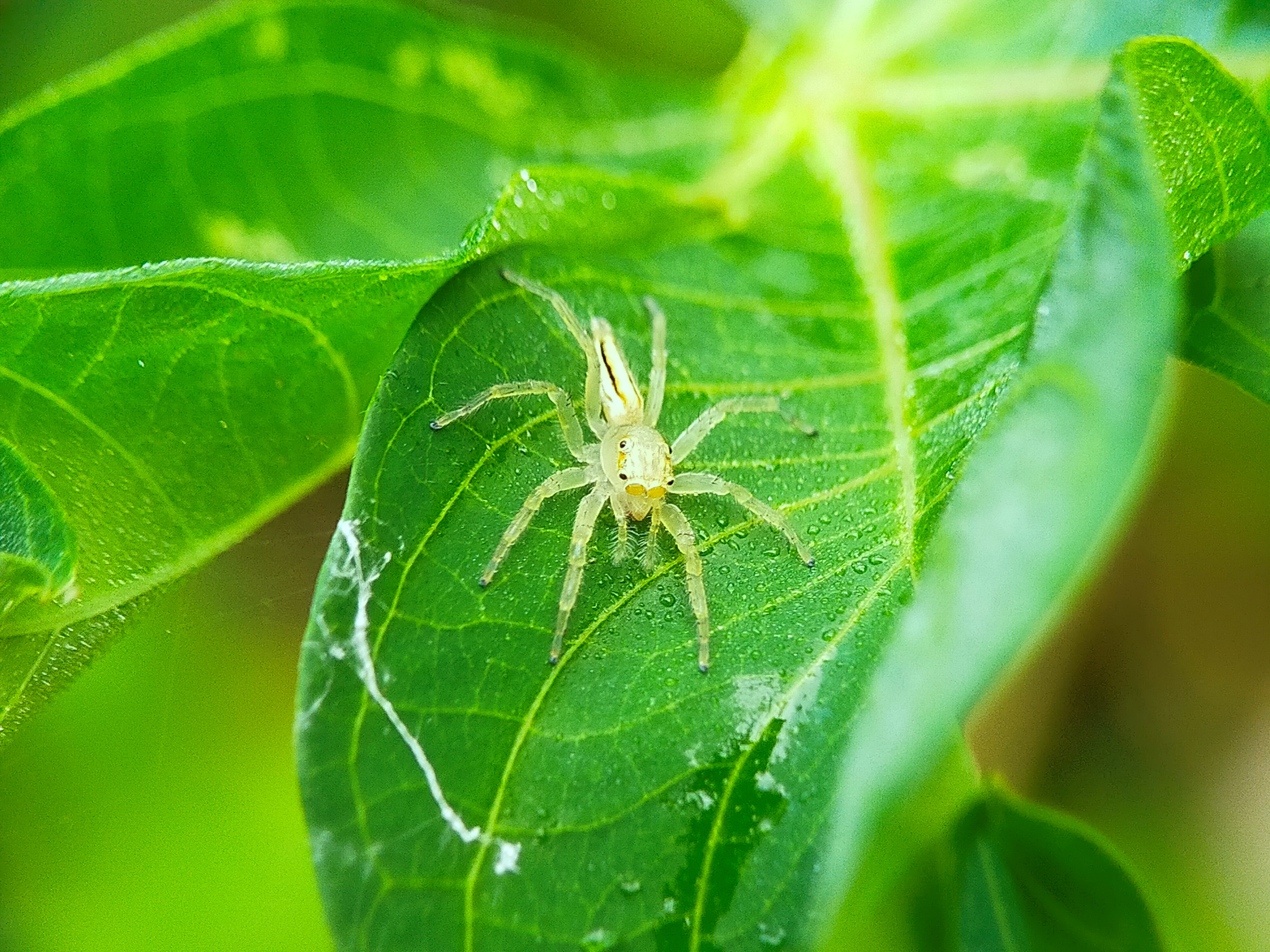 Telamonia Dimidiata (26).jpg