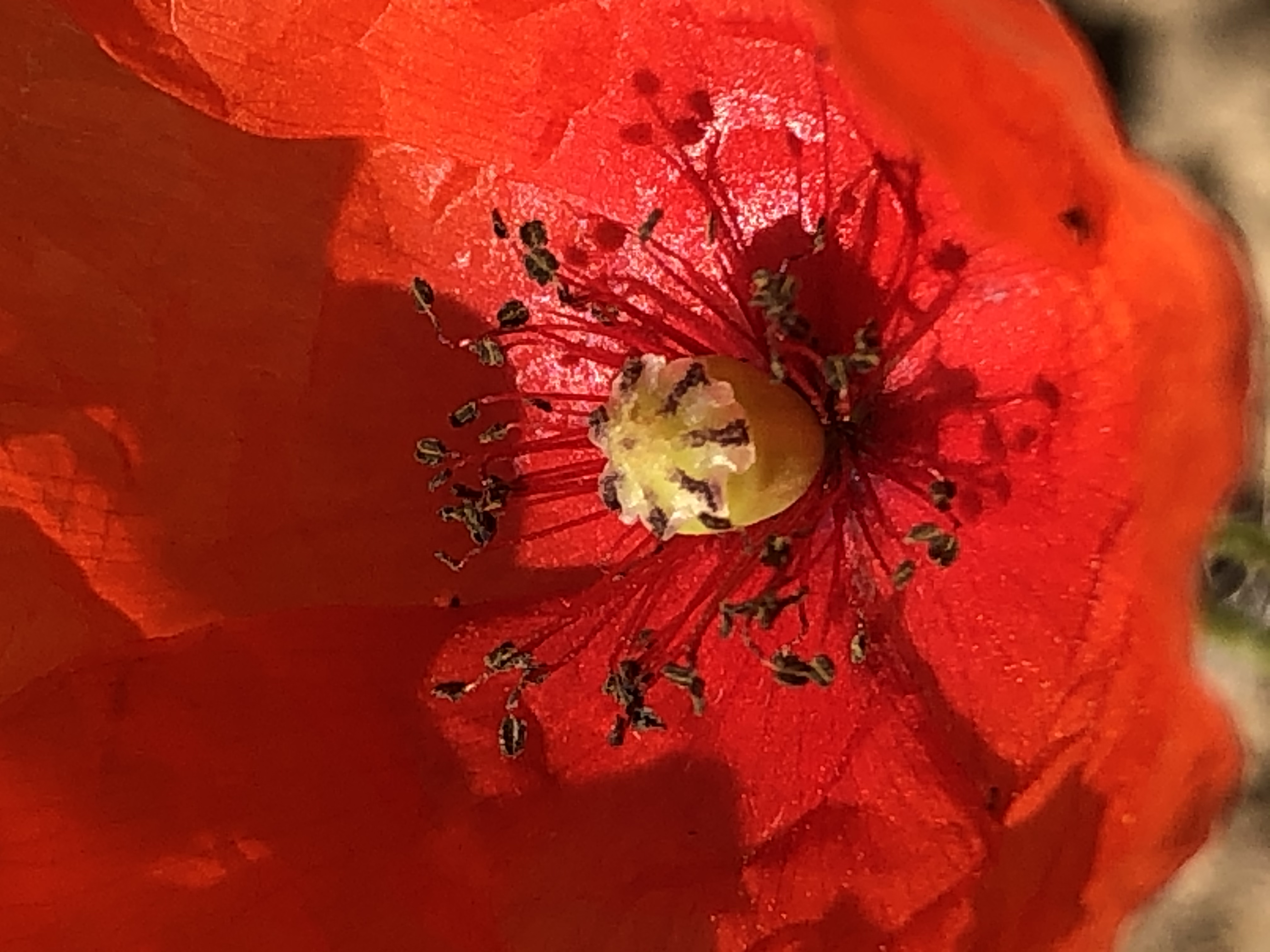 2623B615-DC0C-4E15-A3E2-C6B7DD1ED298.jpeg