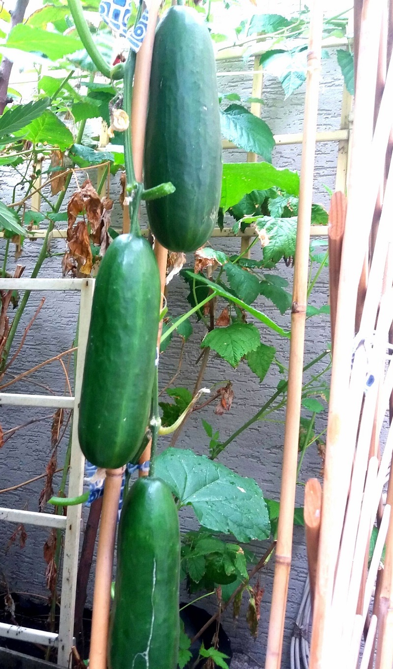 container cukes.jfif