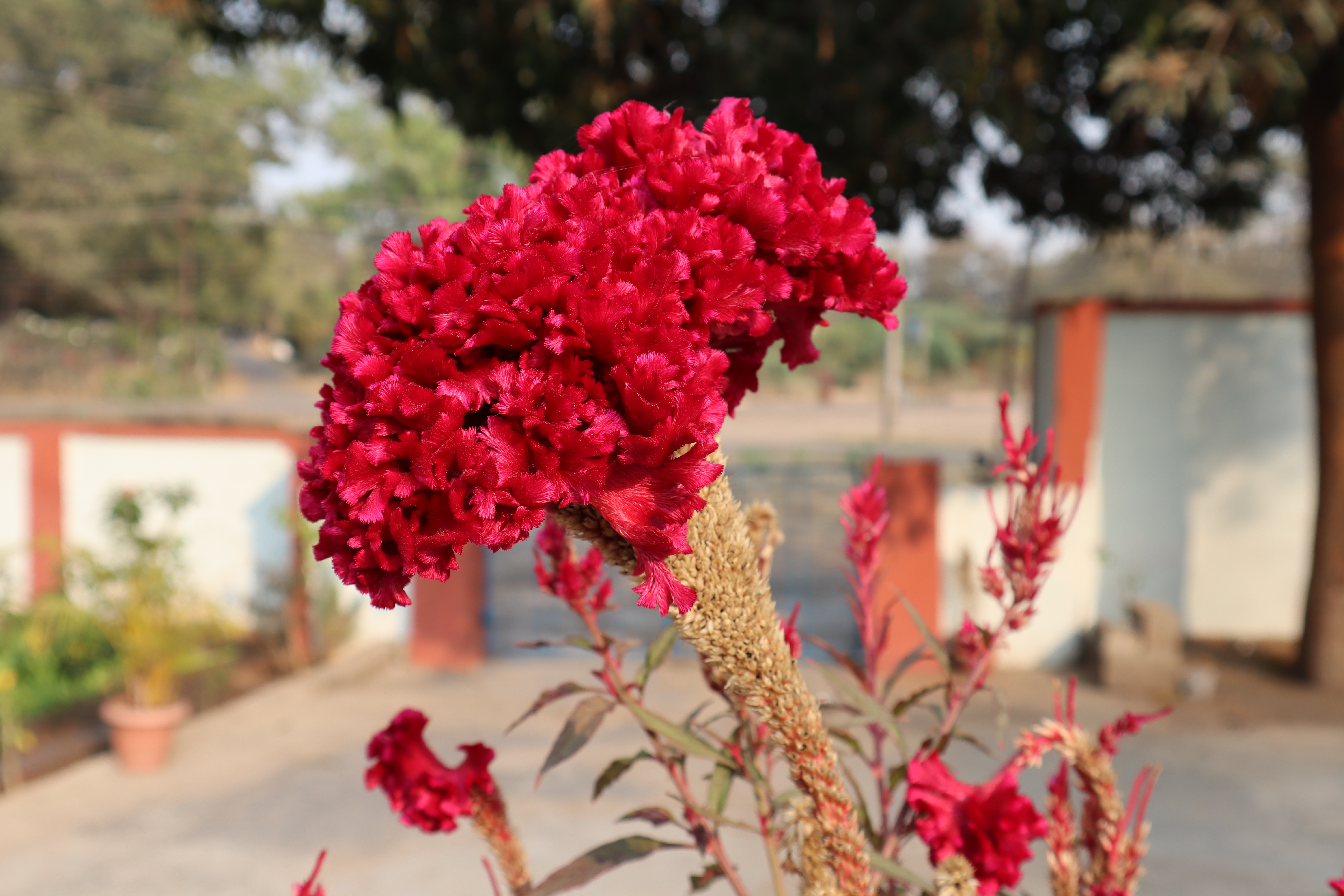 red flower 2-.jpg