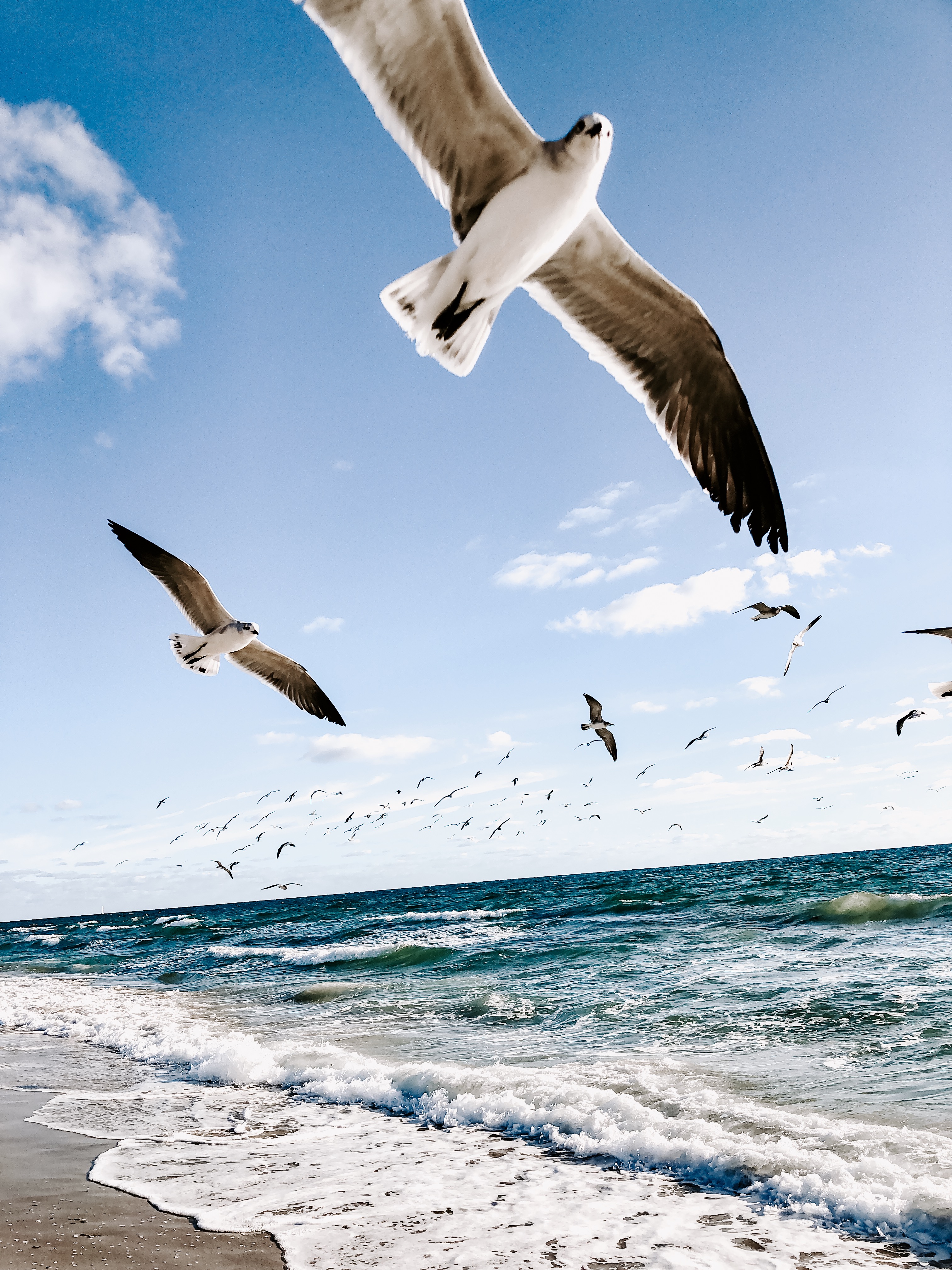 seagulls-flying-over-beach-1974657.jpg