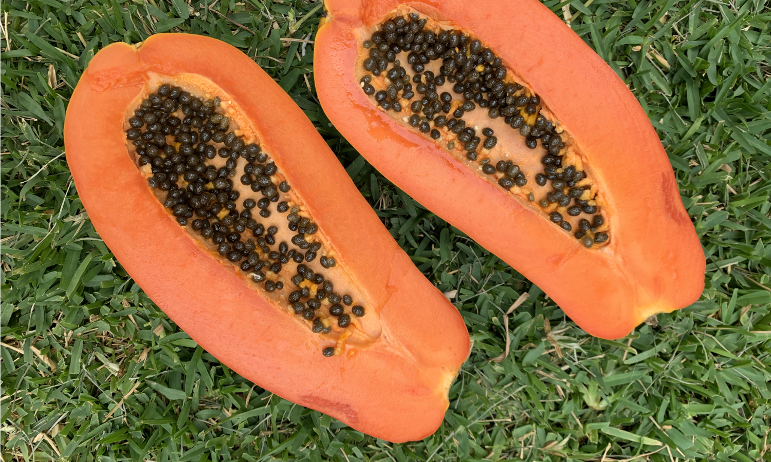 Papaya_Rawexpansion.jpg