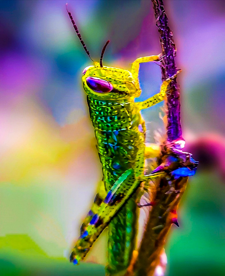 Giant Lubber Grasshopper Stock Photos and Images - 123RF