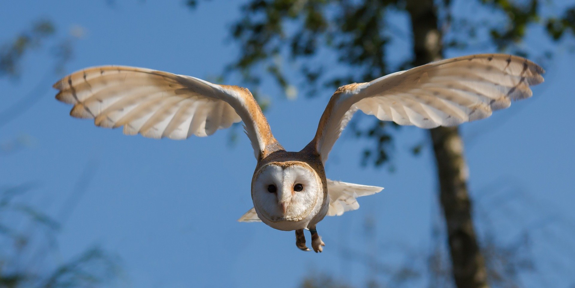 barn-owl-1107397_1920.jpg