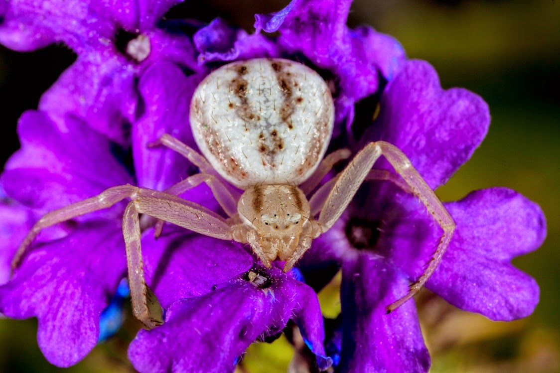 White Crabspider on Purple Flower.jpg