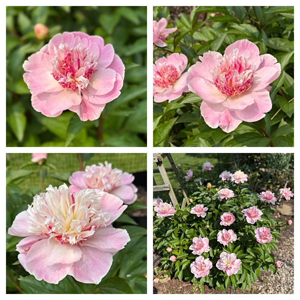 hivegarden-peonies-4.jpg
