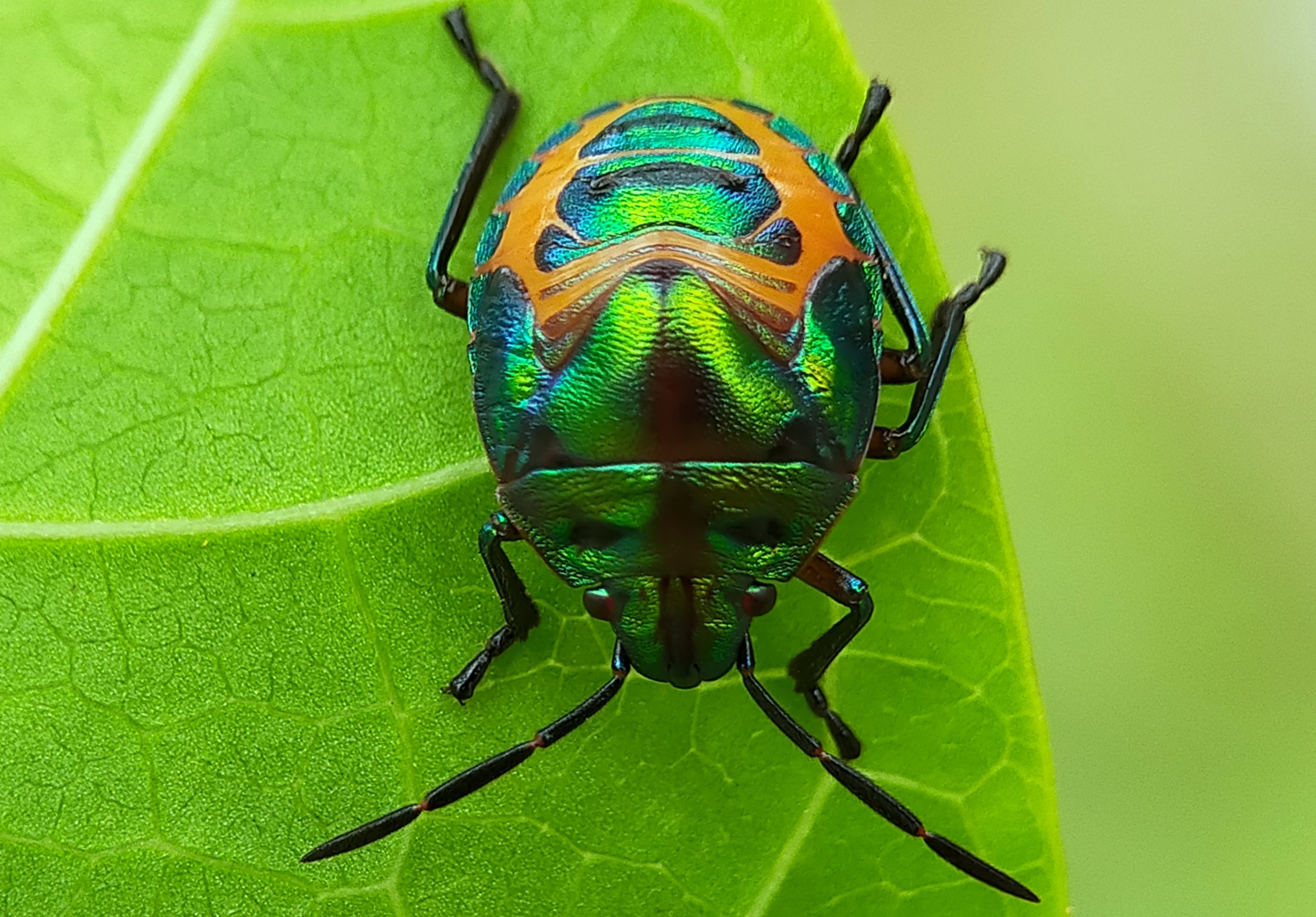 Jewel bugs (4).jpg