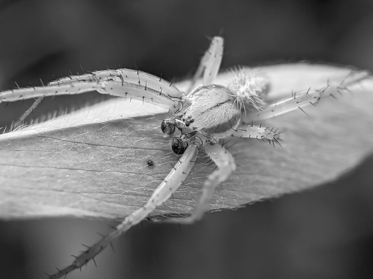 spider (13).jpeg