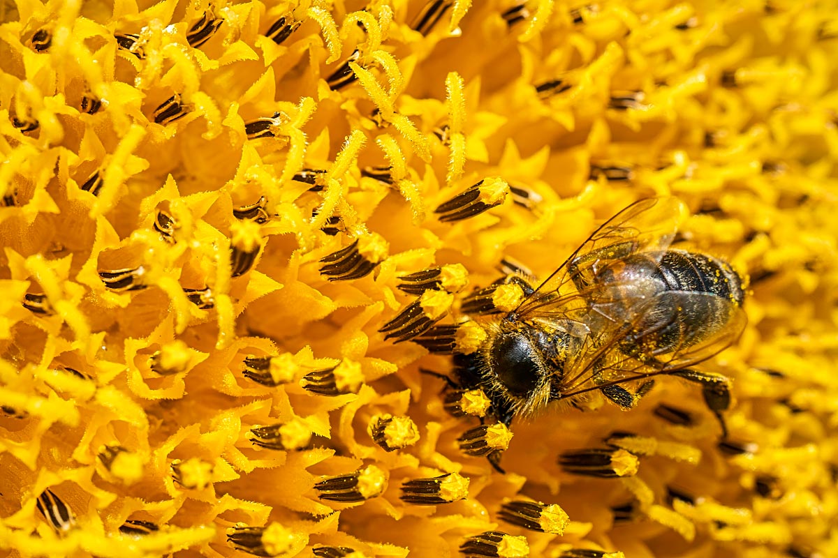 bee-on-flower.jpg