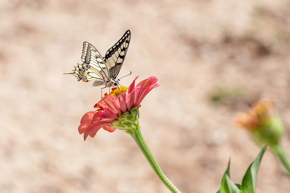 butterfly-4392802_960_720.webp