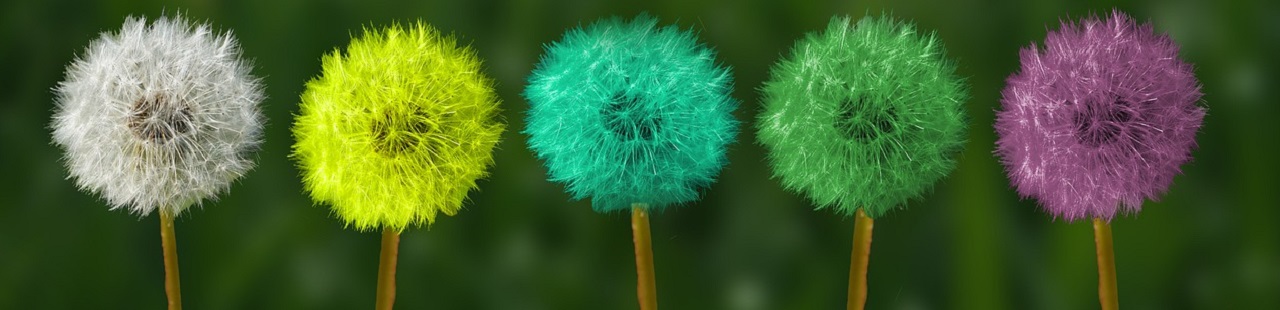 dandelion-2817950_1280.jpg