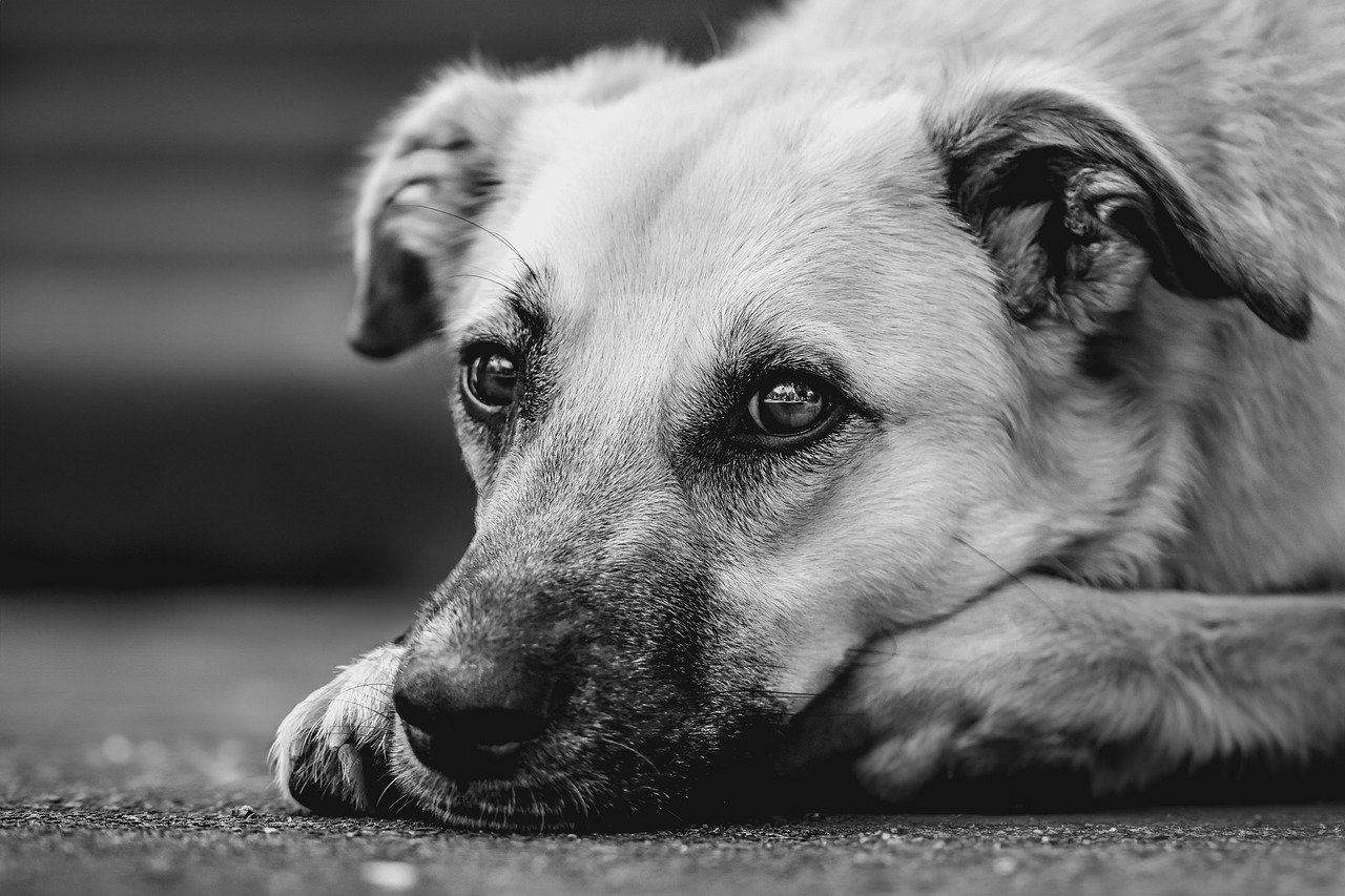 dog-9534362_1280.jpg