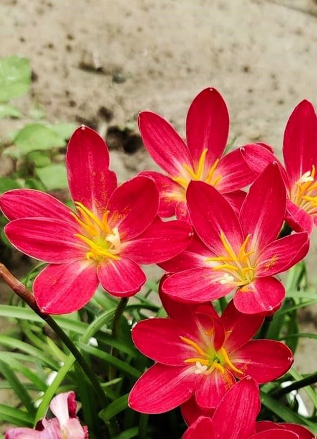 Red rain lily flower 4.jpg