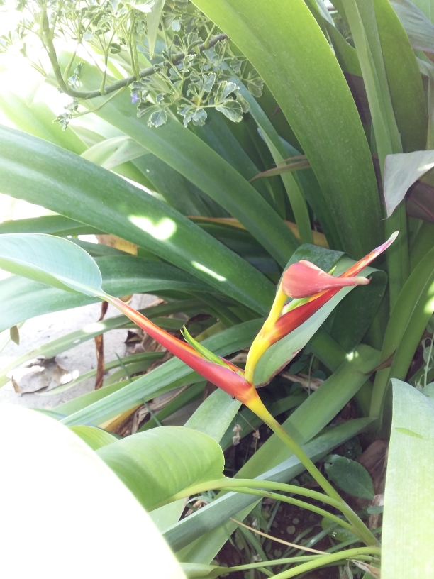Beautiful Flower Bird Of Paradise With Curious Hummingbird Shape?//Bella  Flor Ave De Paraiso Con Curiosa Forma De Colibrí?By Danhyelita24 — Hive