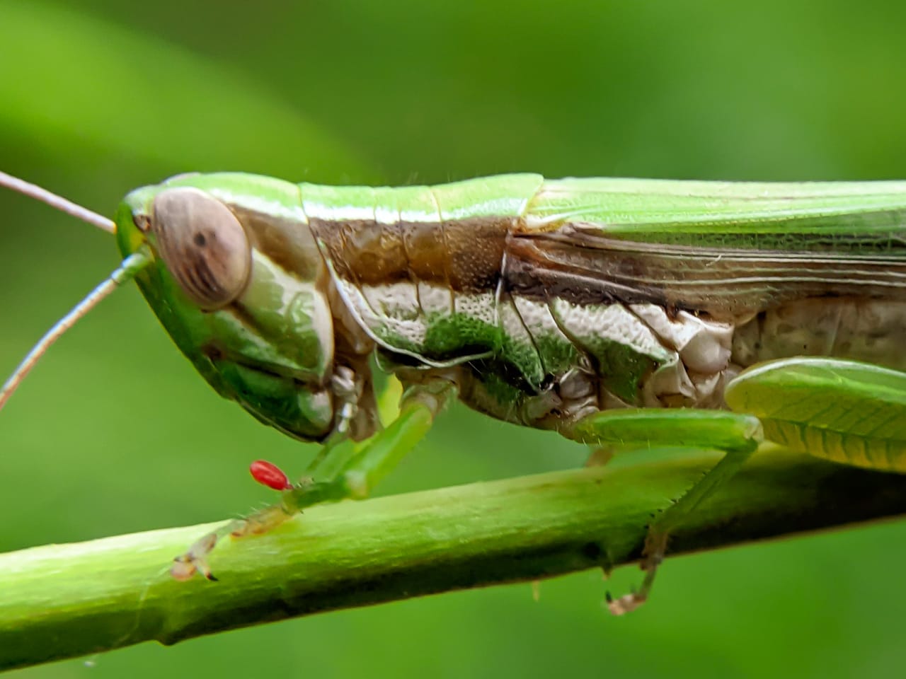 grasshopper (35).jpeg