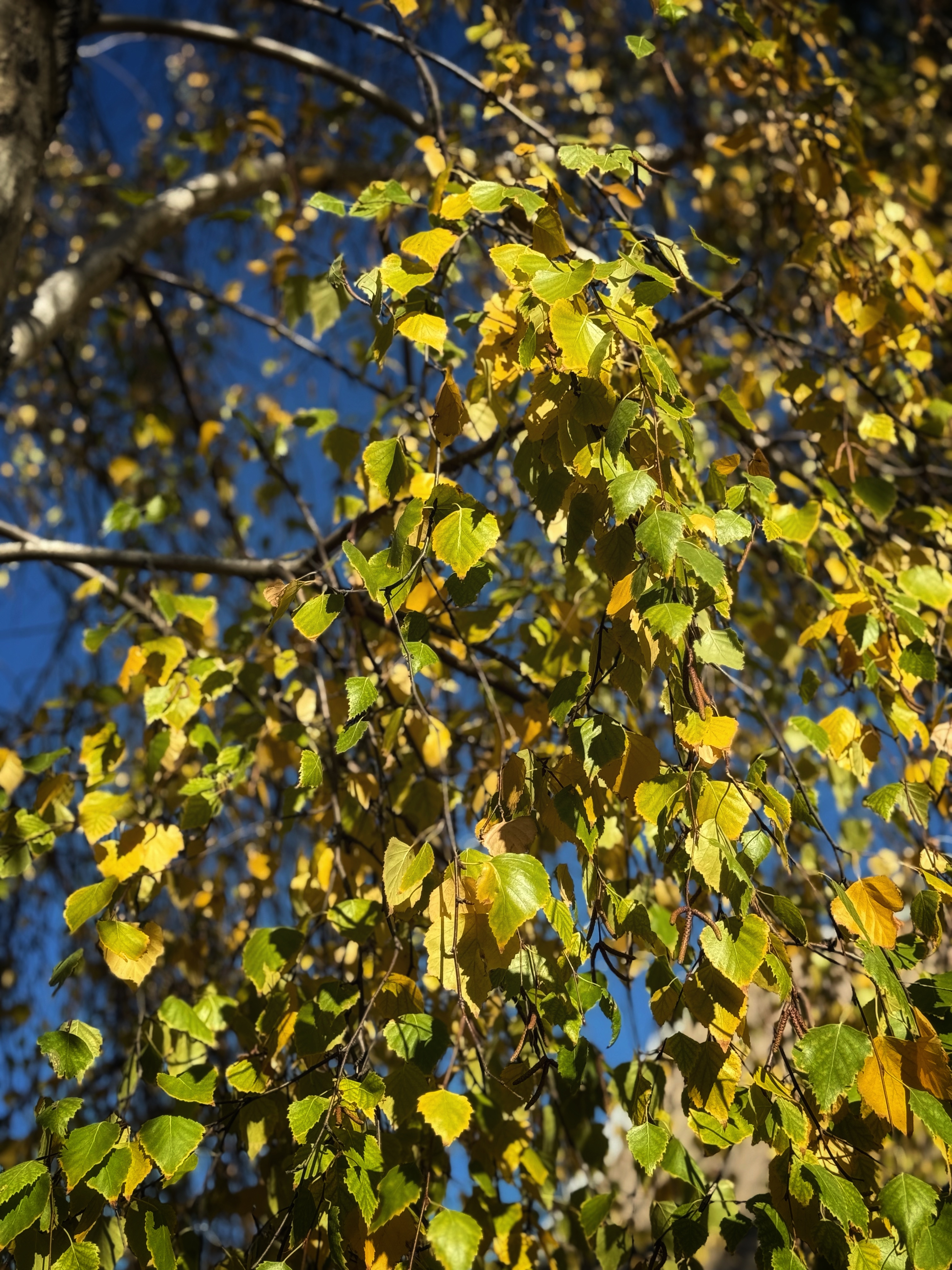 IMG_6286.jpeg