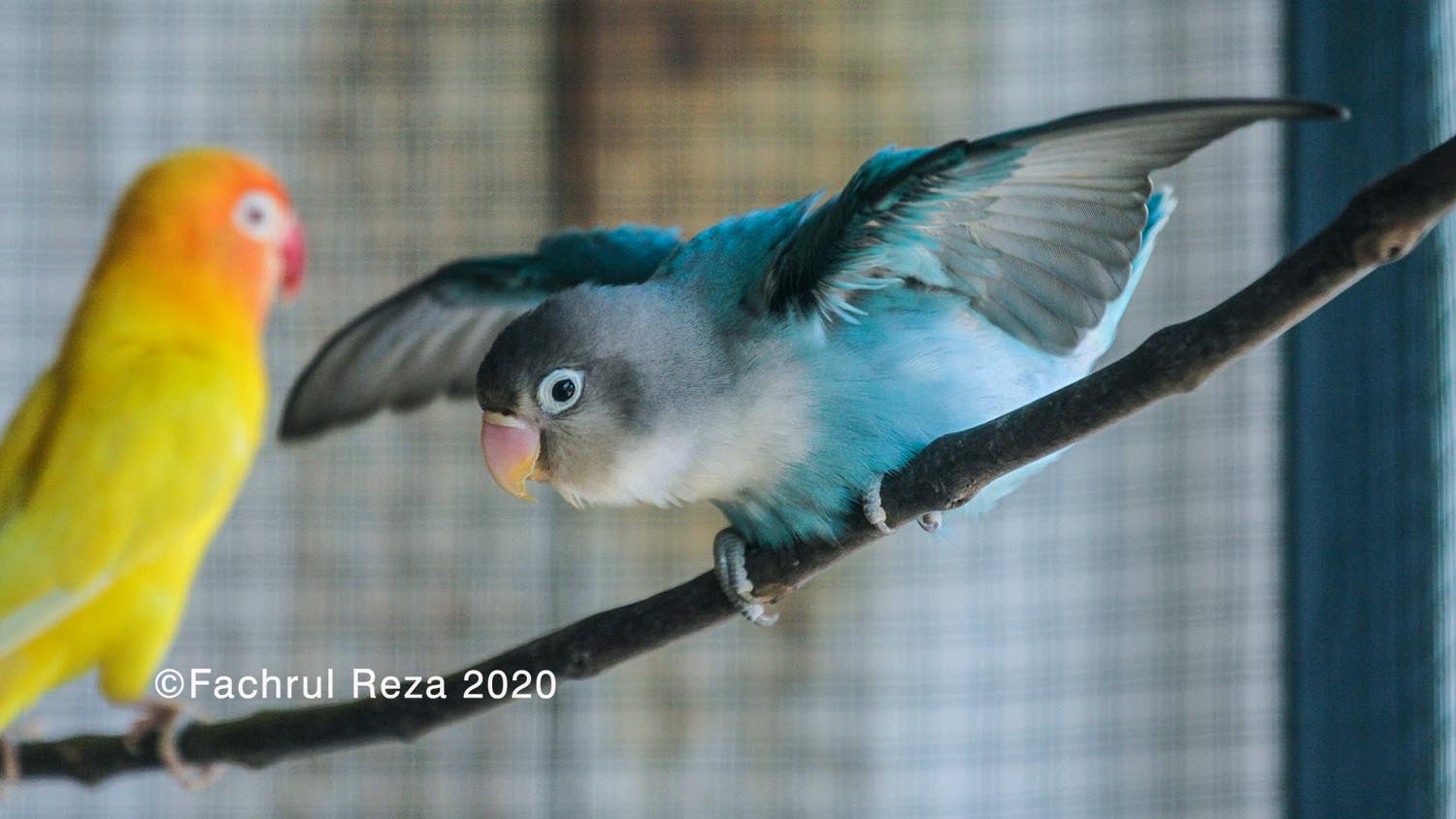 lovebirds_pets_aceh_08H.jpg