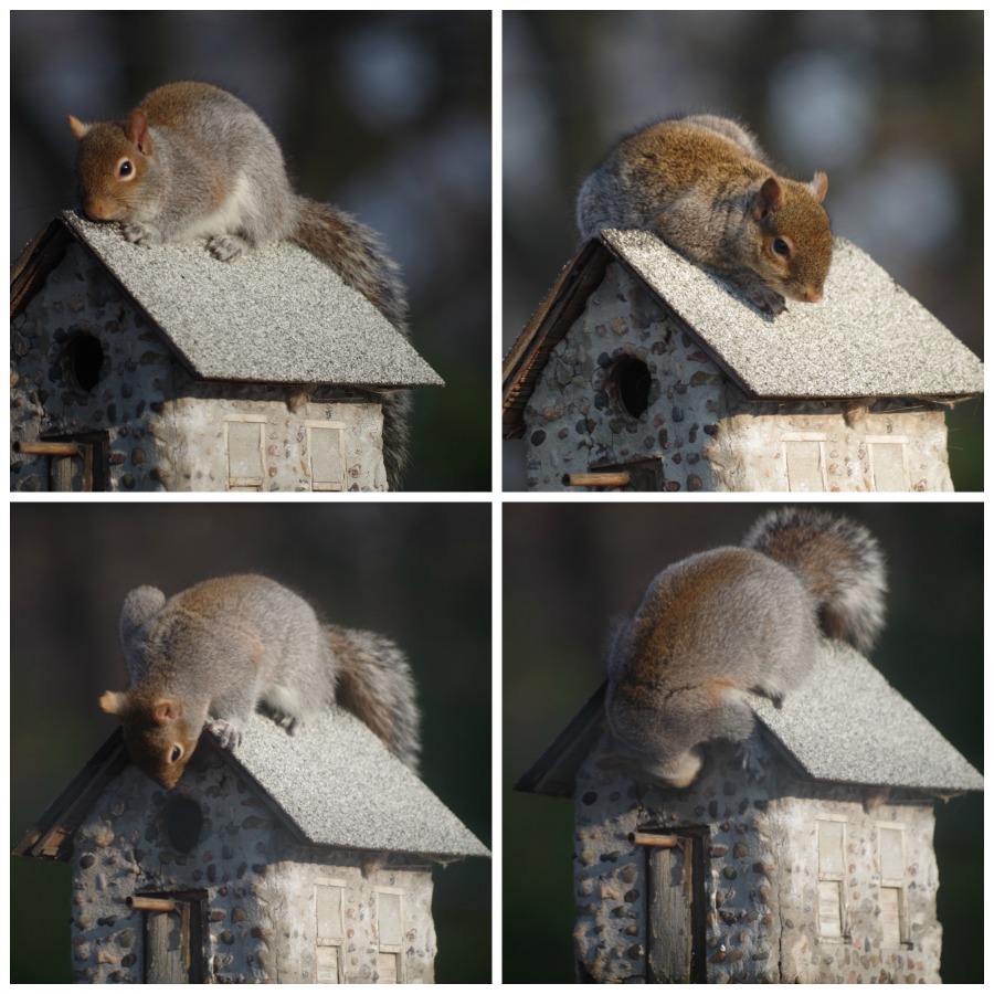 animal photography squirrels nature life.jpg