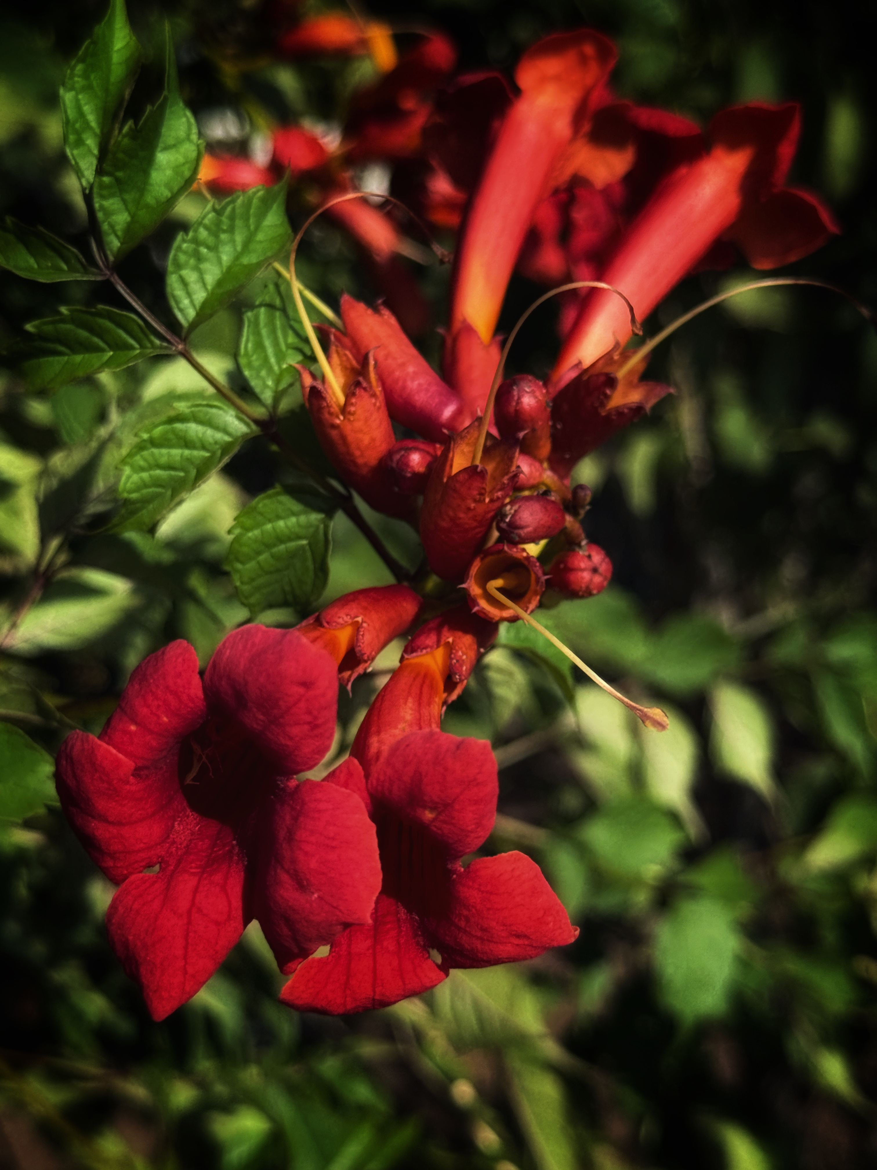 IMG_4289.jpeg