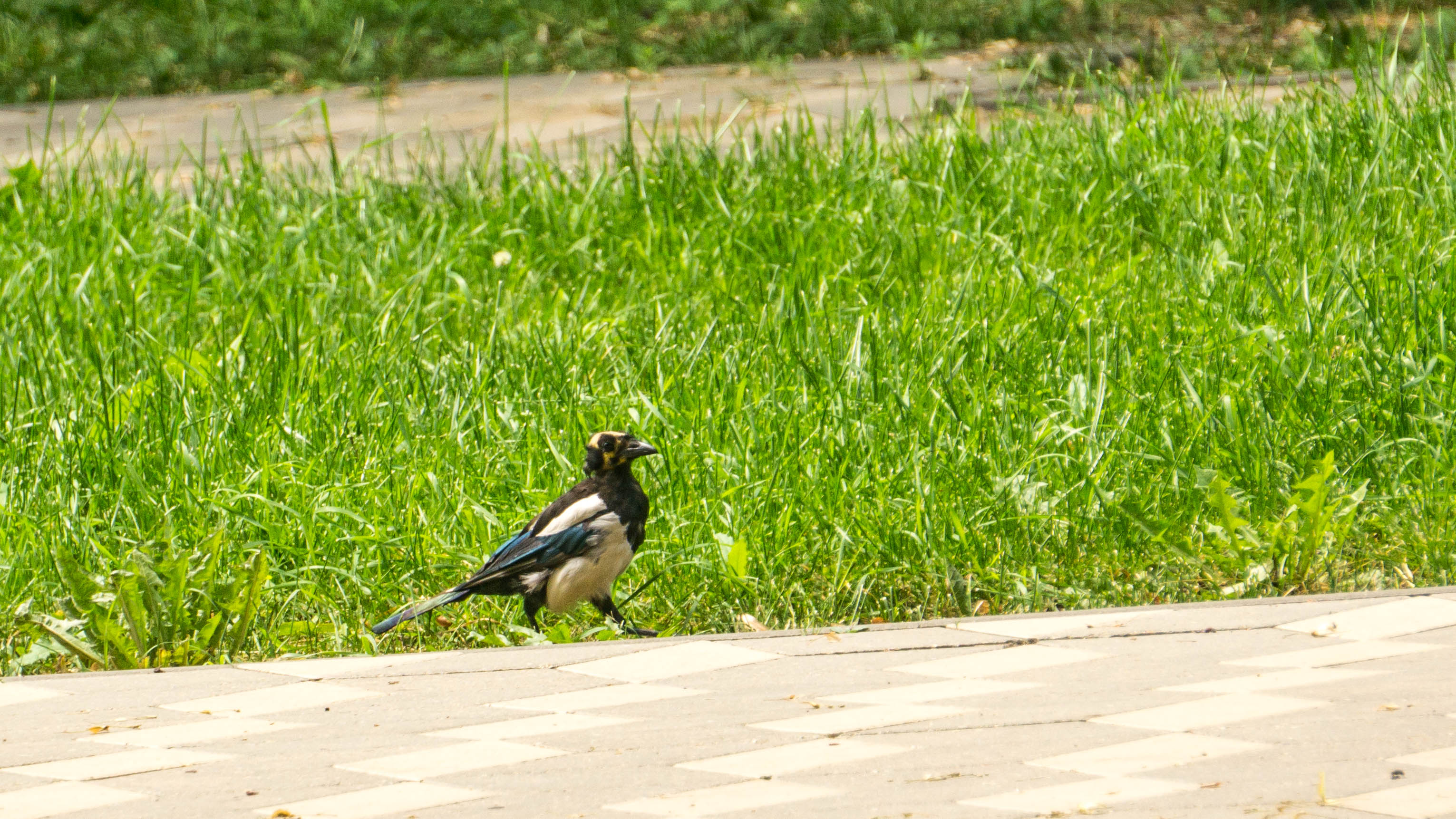 DSC01606-4.jpg