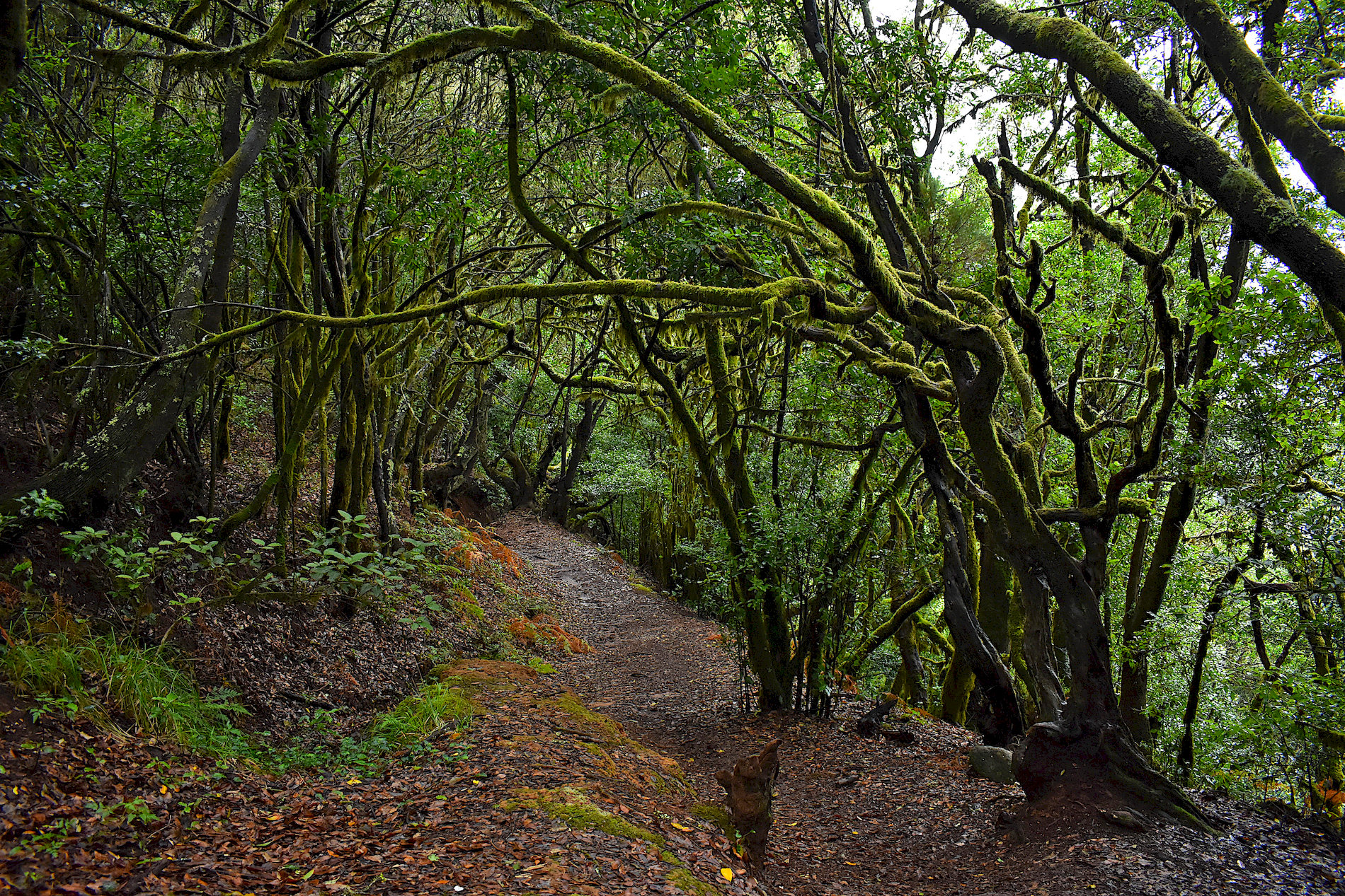 La-Gomera-38.jpg