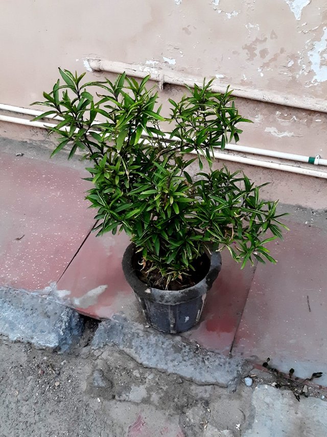 Green willow plant 3.jpg