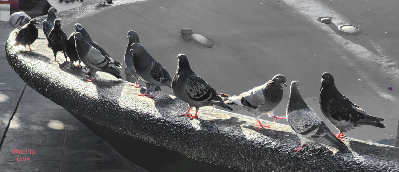 pigeons-021-m.jpg