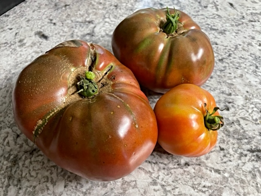 tomato-harvest.jpg