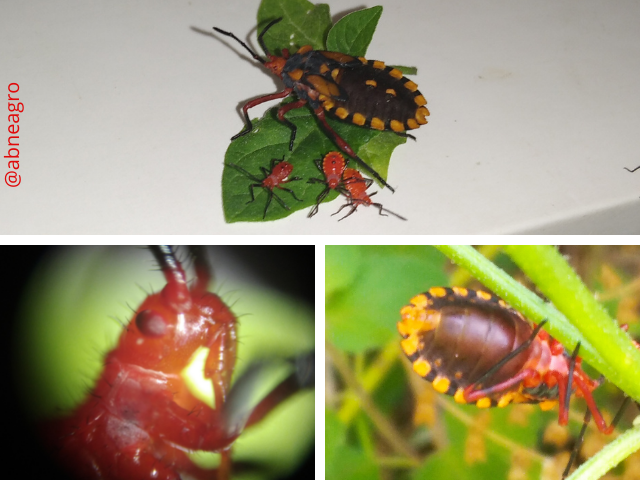 Hemiptera(5).png