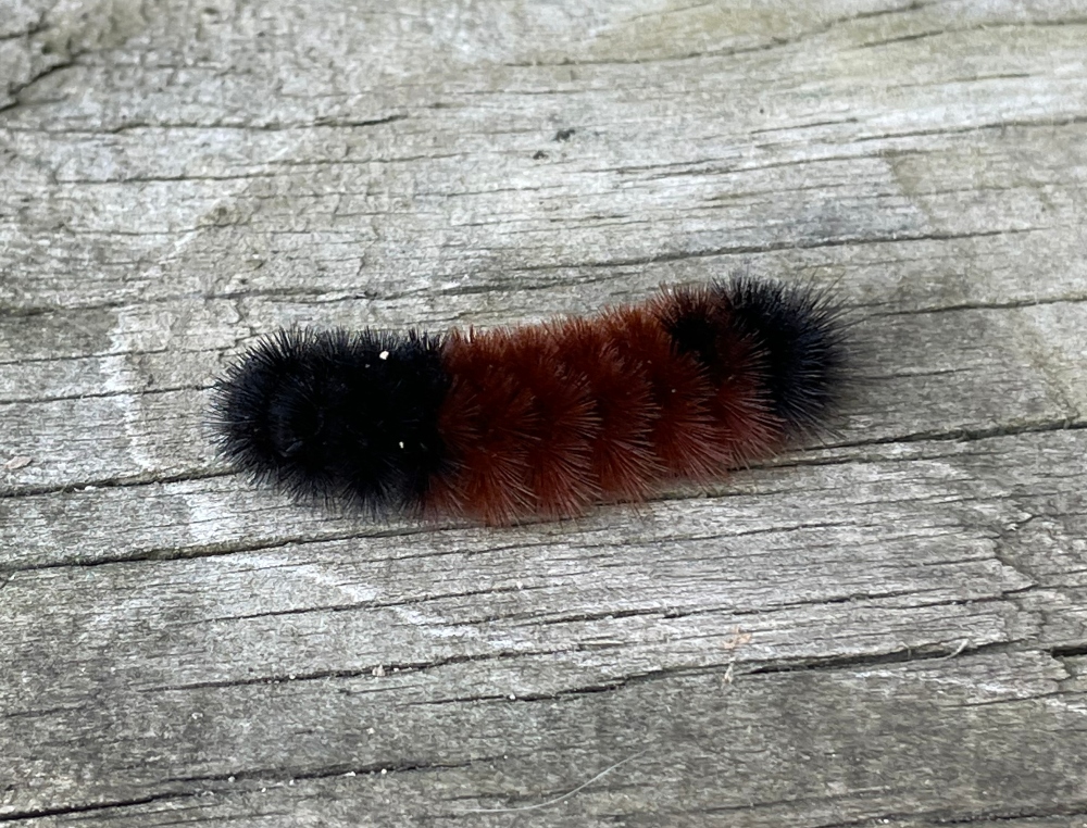 catapillar.jpg