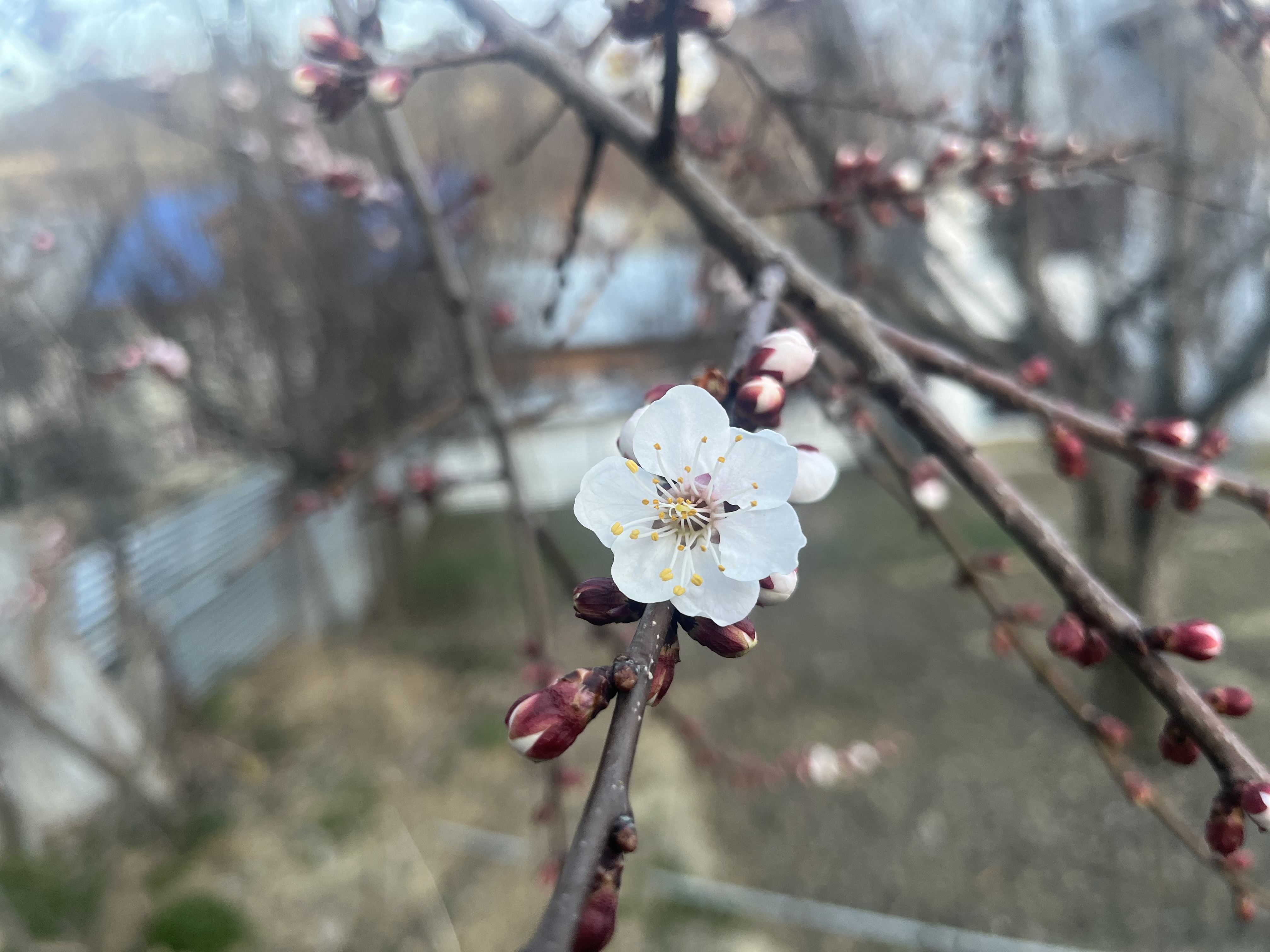 IMG_2903.jpeg
