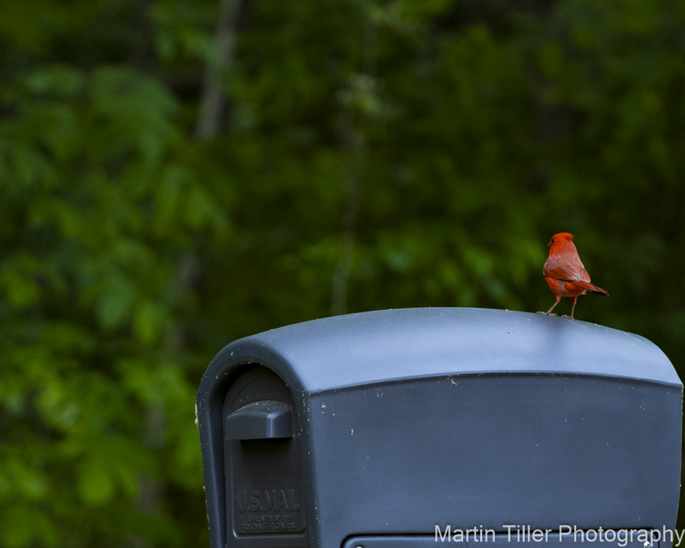 Cardinal (1 of 1).jpg