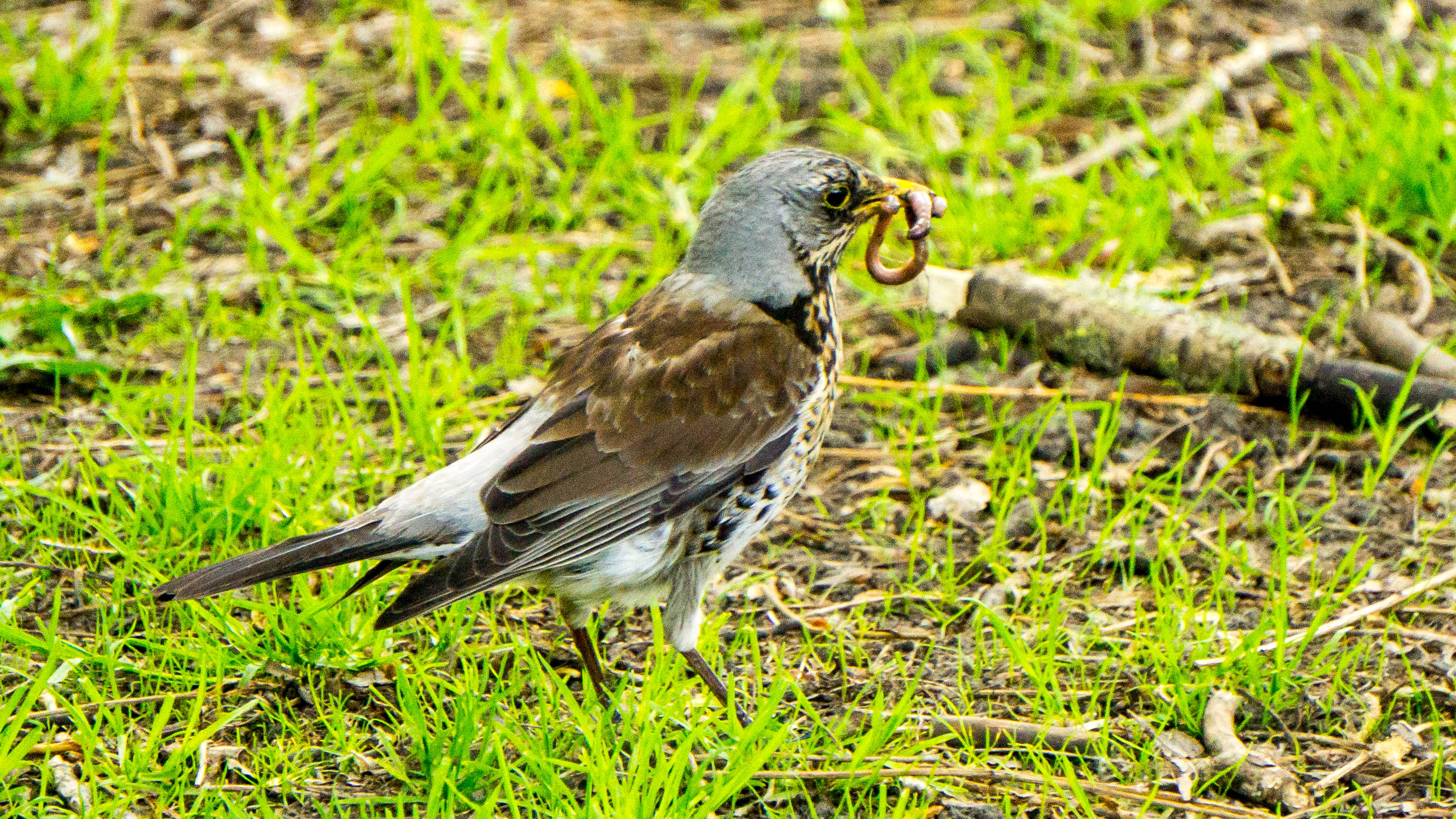 DSC09988-4.jpg