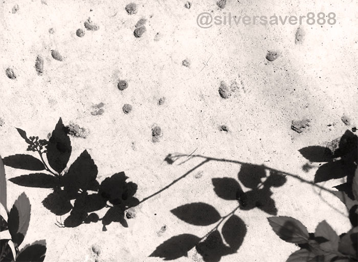 Shadow Leaves-1-1Black and White.jpg