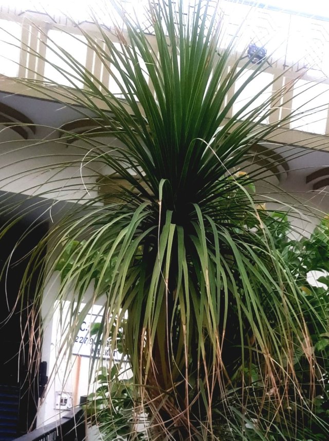 ScrewPine leave plant 1.jpg